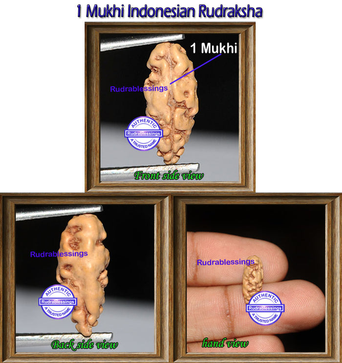 1 Mukhi Rudraksha from Indonesia - Bead No. 87