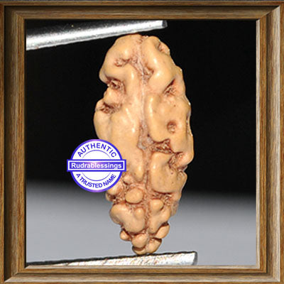1 Mukhi Rudraksha from Indonesia - Bead No. 87