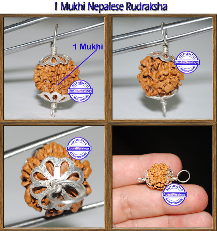 1 Mukhi Rudraksha from Nepal