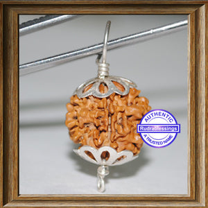 1 Mukhi Rudraksha from Nepal