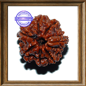 1 Mukhi Savar Rudraksha from Nepal - Bead No. 57