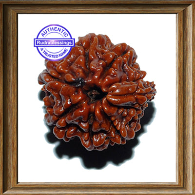 1 Mukhi Savar Rudraksha from Nepal - Bead No. 57