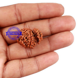 1 Mukhi Savar Rudraksha from Nepal - Bead No. 80