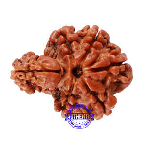 1 Mukhi Savar Rudraksha from Nepal - Bead No. 80