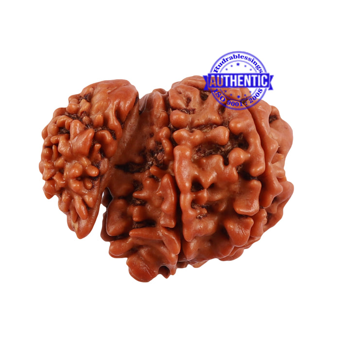 1 Mukhi Savar Rudraksha from Nepal - Bead No. 80