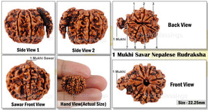 1 Mukhi Savar Rudraksha from Nepal - Bead no. 65