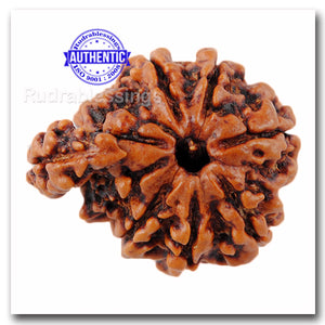 1 Mukhi Savar Rudraksha from Nepal - Bead no. 65