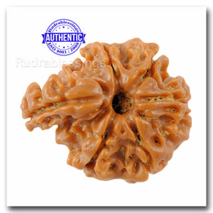 1 Mukhi Savar Rudraksha from Nepal - Bead No. 66