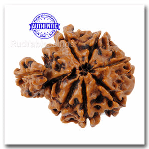 1 Mukhi Savar Rudraksha from Nepal - Bead No. 67