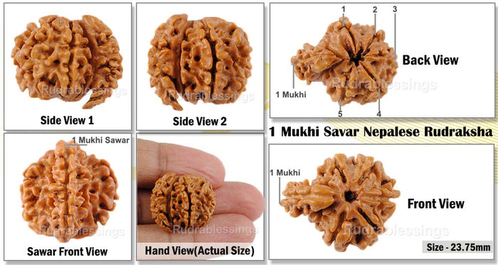 1 Mukhi Savar Rudraksha from Nepal - Bead No. 68