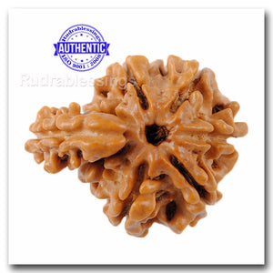1 Mukhi Savar Rudraksha from Nepal - Bead No. 68