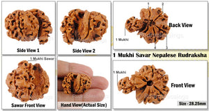 1 Mukhi Savar Rudraksha from Nepal - Bead No. 69