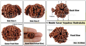 1 Mukhi Savar Rudraksha from Nepal - Bead No. 70