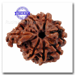 1 Mukhi Savar Rudraksha from Nepal - Bead No. 70