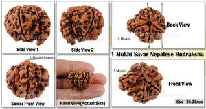 1 Mukhi Savar Rudraksha from Nepal - Bead No. 71