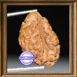 1 + 1 Mukhi Indonesian Gaurishankar Rudraksha - Bead No. 3