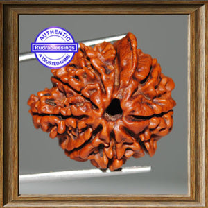 1 Mukhi Savar on 8 Mukhi Ganesh Rudraksha from Nepal - Bead 12