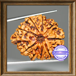 1 Mukhi Savar on 9 Mukhi Rudraksha from Nepal - Bead No. 15