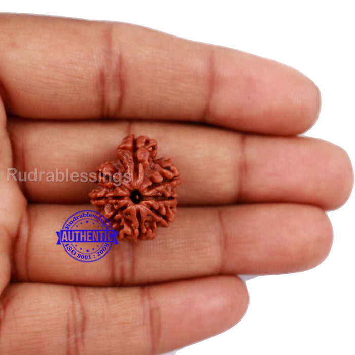1 Mukhi Savar Rudraksha from Nepal - Bead No. 78