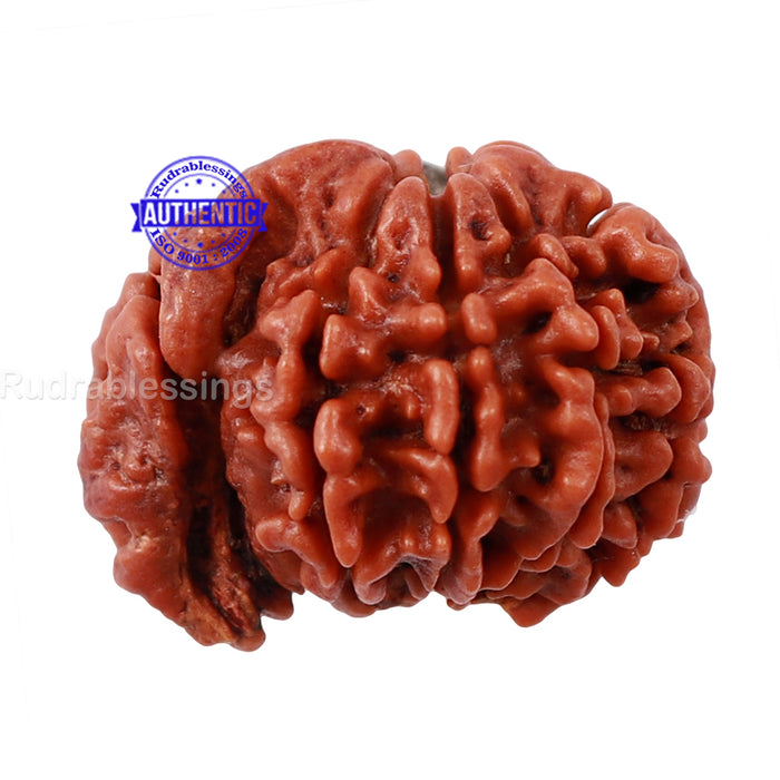 1 Mukhi Savar Rudraksha from Nepal - Bead No. 78