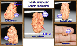 1 Mukhi Ganesh Rudraksha from Indonesia - Bead No. 14