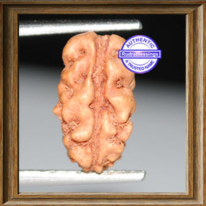 1 Mukhi Ganesh Rudraksha from Indonesia - Bead No. 14