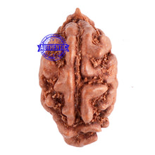 Load image into Gallery viewer, 1 Mukhi Ganesh Rudraksha from Indonesia - Bead No. 106
