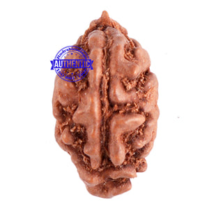 1 Mukhi Ganesh Rudraksha from Indonesia - Bead No. 106
