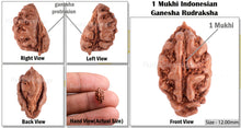 Load image into Gallery viewer, 1 Mukhi Ganesh Rudraksha from Indonesia - Bead No. 106
