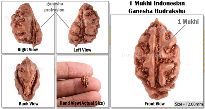 1 Mukhi Ganesh Rudraksha from Indonesia - Bead No. 106