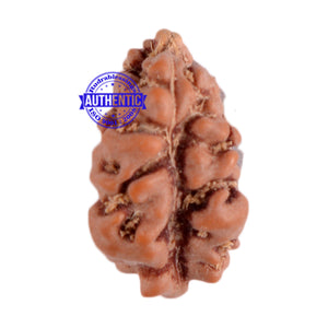 1 Mukhi Ganesh Rudraksha from Indonesia - Bead No. 108