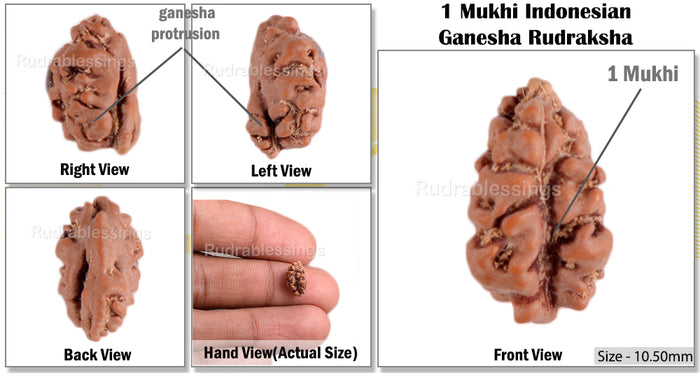 1 Mukhi Ganesh Rudraksha from Indonesia - Bead No. 108