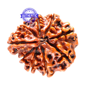 1 Mukhi Savar on 8 Mukhi Rudraksha from Nepal - Bead No. 10