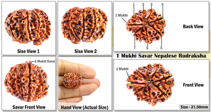 1 Mukhi Savar on 8 Mukhi Rudraksha from Nepal - Bead No. 10