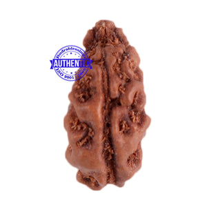 1 Mukhi Ganesh Rudraksha from Indonesia - Bead No. 110