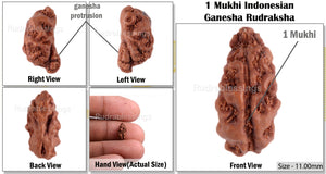 1 Mukhi Ganesh Rudraksha from Indonesia - Bead No. 110