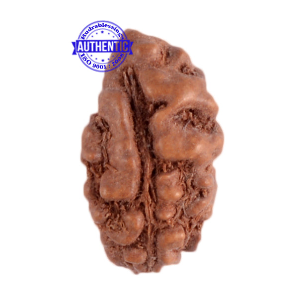 1 Mukhi Ganesh Rudraksha from Indonesia - Bead No. 112