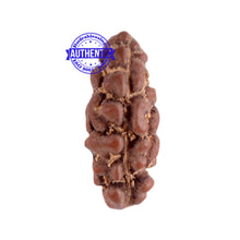 Load image into Gallery viewer, 1 Mukhi Ganesh Rudraksha from Indonesia - Bead No. 117
