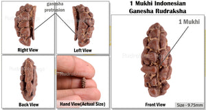 1 Mukhi Ganesh Rudraksha from Indonesia - Bead No. 117