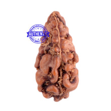 Load image into Gallery viewer, 1 Mukhi Ganesh Rudraksha from Indonesia - Bead No. 120
