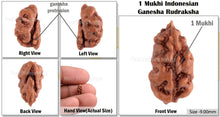 Load image into Gallery viewer, 1 Mukhi Ganesh Rudraksha from Indonesia - Bead No. 121
