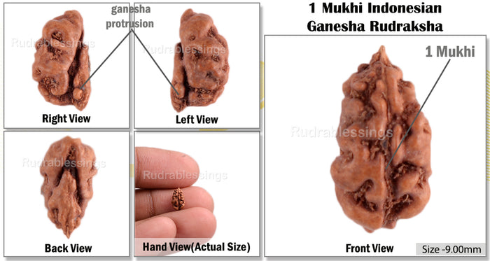 1 Mukhi Ganesh Rudraksha from Indonesia - Bead No. 121