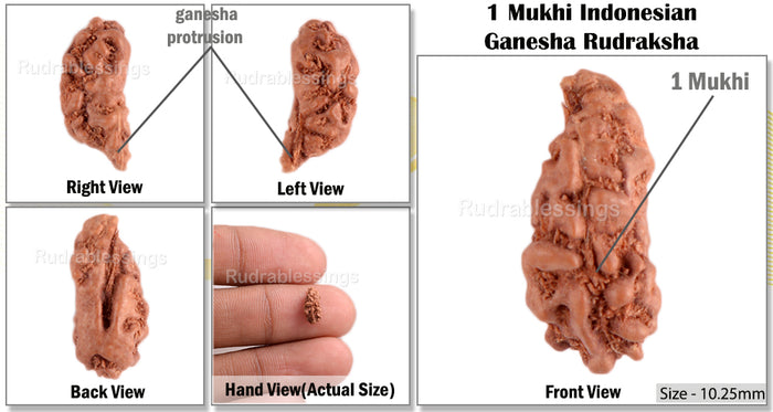 1 Mukhi Ganesh Rudraksha from Indonesia - Bead No. 122