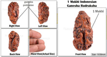 Load image into Gallery viewer, 1 Mukhi Ganesh Rudraksha from Indonesia - Bead No. 129
