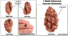 Load image into Gallery viewer, 1 Mukhi Ganesh Rudraksha from Indonesia - Bead No. 130
