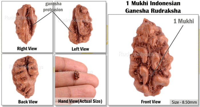 1 Mukhi Ganesh Rudraksha from Indonesia - Bead No. 130