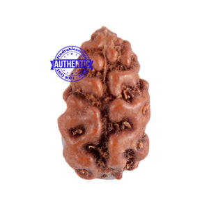 1 Mukhi Ganesh Rudraksha from Indonesia - Bead No. 132