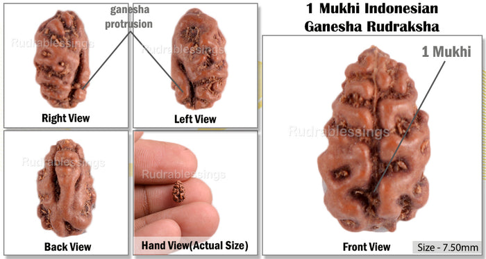 1 Mukhi Ganesh Rudraksha from Indonesia - Bead No. 132
