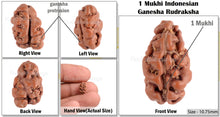 Load image into Gallery viewer, 1 Mukhi Ganesh Rudraksha from Indonesia - Bead No. 135
