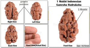 1 Mukhi Ganesh Rudraksha from Indonesia - Bead No. 135